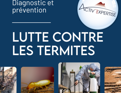 Comment un diagnostic précoce peut sauver votre maison des termites